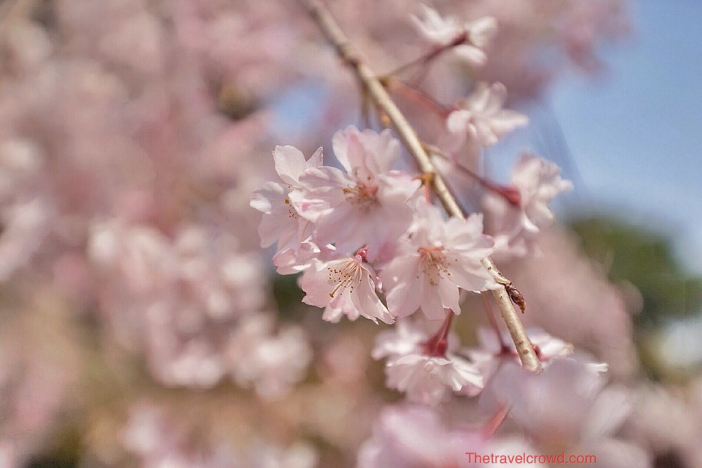 Sakura crazy | The Travel Crowd